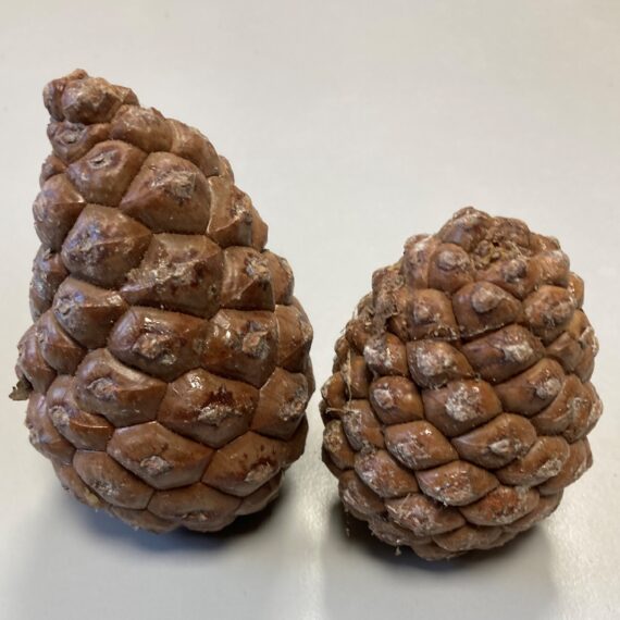 Pinjekerne kogle natur